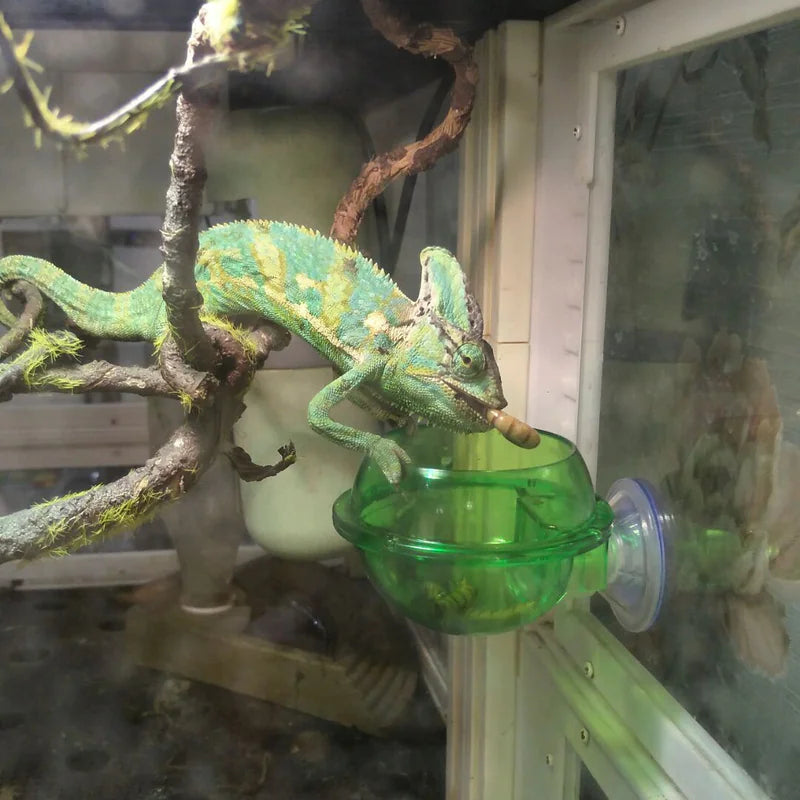 Feeding Bowl with Suction Cup for Reptiles