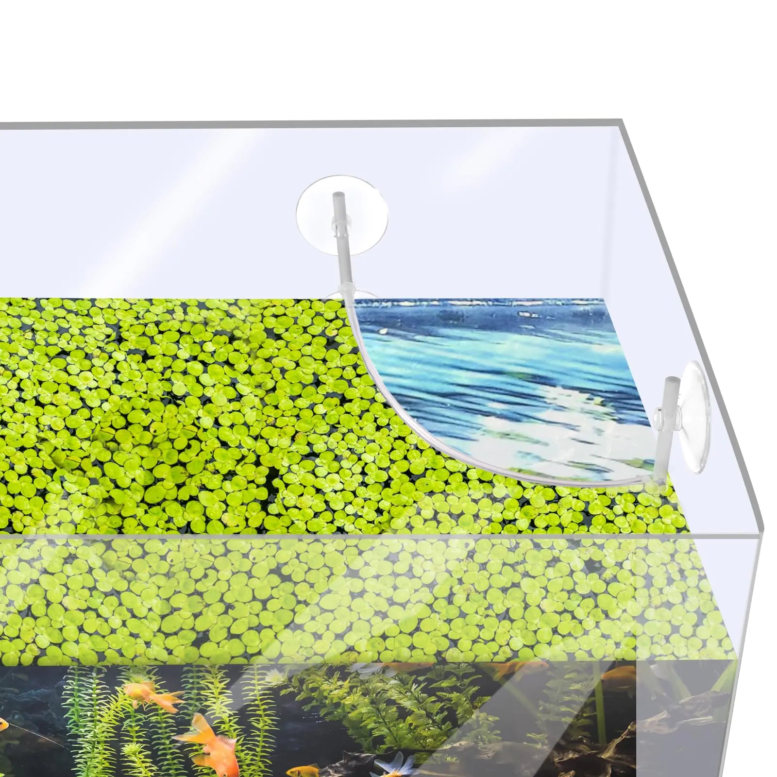 Aquarium Floating Plant Corral Clear for Separating and Intercepting Floating Plants