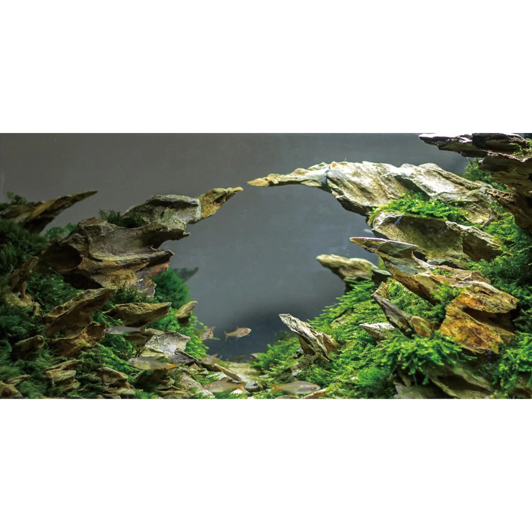 Stone Aquarium Background Aquarium Background Aquatic Plant River Bed