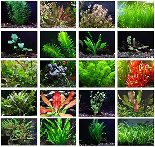 Texas Aquarium Plant Bundle Live