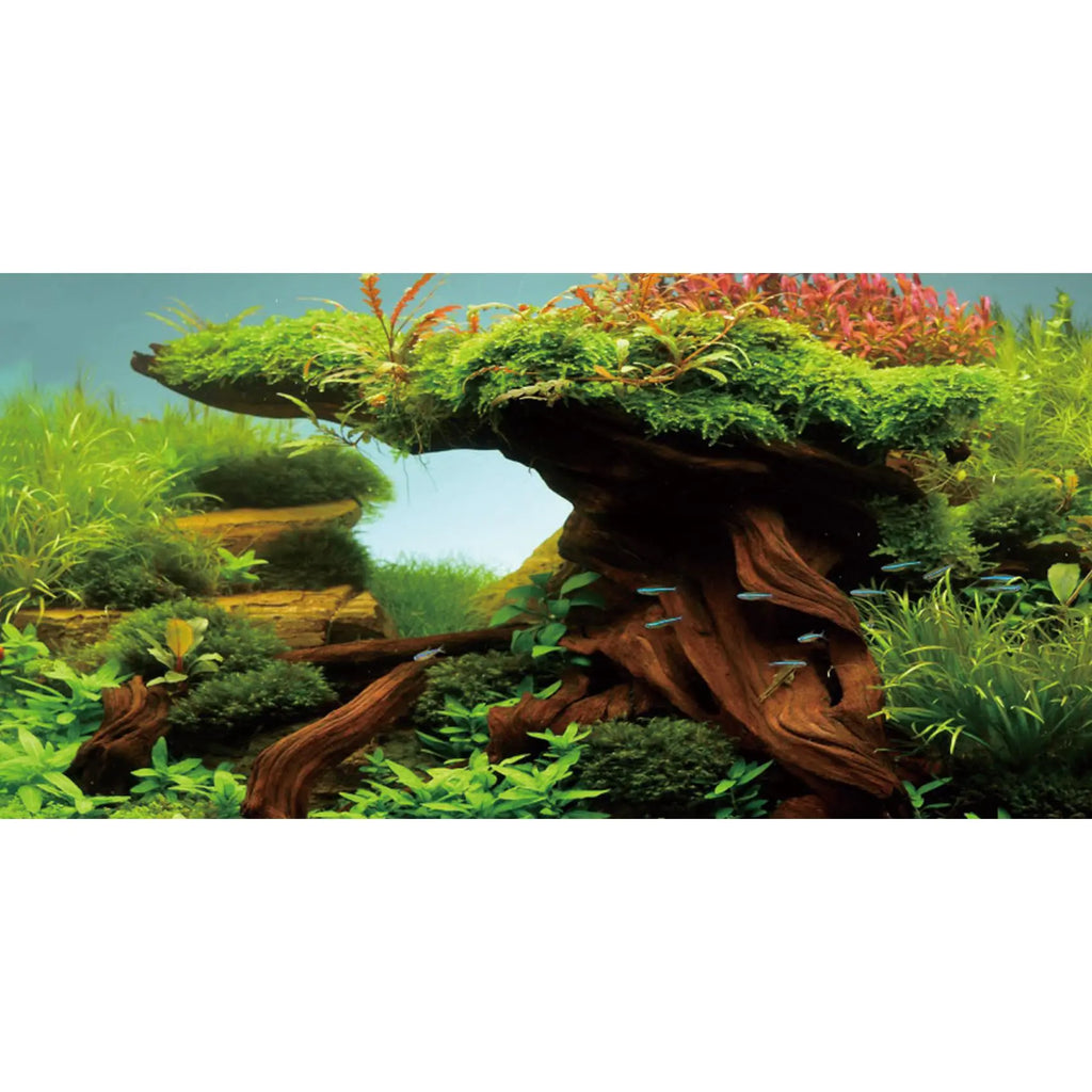 Wood Fish Tank Background Seaweed Aquarium